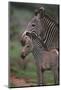 Grevy's Zebras-DLILLC-Mounted Photographic Print