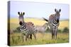 Grevy Zebra (Equus Grevyi), Maasai Mara National Reserve, Kenya-Ivan Vdovin-Stretched Canvas