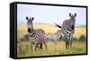 Grevy Zebra (Equus Grevyi), Maasai Mara National Reserve, Kenya-Ivan Vdovin-Framed Stretched Canvas