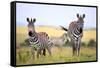 Grevy Zebra (Equus Grevyi), Maasai Mara National Reserve, Kenya-Ivan Vdovin-Framed Stretched Canvas