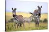 Grevy Zebra (Equus Grevyi), Maasai Mara National Reserve, Kenya-Ivan Vdovin-Stretched Canvas