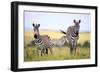Grevy Zebra (Equus Grevyi), Maasai Mara National Reserve, Kenya-Ivan Vdovin-Framed Photographic Print