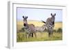 Grevy Zebra (Equus Grevyi), Maasai Mara National Reserve, Kenya-Ivan Vdovin-Framed Photographic Print