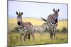 Grevy Zebra (Equus Grevyi), Maasai Mara National Reserve, Kenya-Ivan Vdovin-Mounted Photographic Print