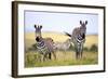 Grevy Zebra (Equus Grevyi), Maasai Mara National Reserve, Kenya-Ivan Vdovin-Framed Photographic Print