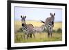 Grevy Zebra (Equus Grevyi), Maasai Mara National Reserve, Kenya-Ivan Vdovin-Framed Photographic Print