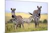 Grevy Zebra (Equus Grevyi), Maasai Mara National Reserve, Kenya-Ivan Vdovin-Mounted Photographic Print