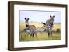 Grevy Zebra (Equus Grevyi), Maasai Mara National Reserve, Kenya-Ivan Vdovin-Framed Photographic Print