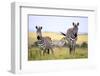 Grevy Zebra (Equus Grevyi), Maasai Mara National Reserve, Kenya-Ivan Vdovin-Framed Photographic Print