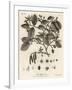 Grey Alder or Speckled Alder, Alnus Incana. , 1776 (Engraving)-Johann Sebastien Muller-Framed Giclee Print