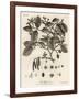 Grey Alder or Speckled Alder, Alnus Incana. , 1776 (Engraving)-Johann Sebastien Muller-Framed Giclee Print