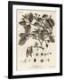 Grey Alder or Speckled Alder, Alnus Incana. , 1776 (Engraving)-Johann Sebastien Muller-Framed Giclee Print