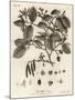 Grey Alder or Speckled Alder, Alnus Incana. , 1776 (Engraving)-Johann Sebastien Muller-Mounted Giclee Print