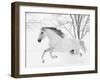 Grey Andalusian mare running in snow, Colorado, USA-Carol Walker-Framed Premium Photographic Print