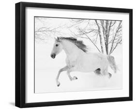 Grey Andalusian mare running in snow, Colorado, USA-Carol Walker-Framed Premium Photographic Print