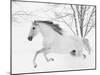 Grey Andalusian mare running in snow, Colorado, USA-Carol Walker-Mounted Premium Photographic Print