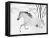 Grey Andalusian mare running in snow, Colorado, USA-Carol Walker-Framed Stretched Canvas