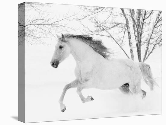 Grey Andalusian mare running in snow, Colorado, USA-Carol Walker-Stretched Canvas