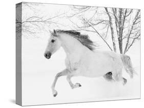 Grey Andalusian mare running in snow, Colorado, USA-Carol Walker-Stretched Canvas