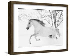 Grey Andalusian mare running in snow, Colorado, USA-Carol Walker-Framed Photographic Print
