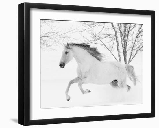 Grey Andalusian mare running in snow, Colorado, USA-Carol Walker-Framed Photographic Print