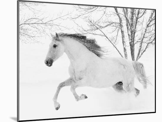 Grey Andalusian mare running in snow, Colorado, USA-Carol Walker-Mounted Photographic Print