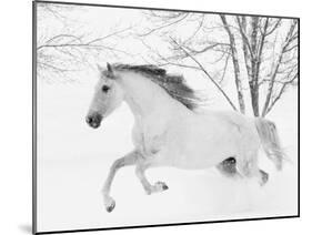 Grey Andalusian mare running in snow, Colorado, USA-Carol Walker-Mounted Photographic Print