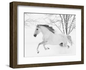 Grey Andalusian mare running in snow, Colorado, USA-Carol Walker-Framed Photographic Print