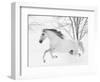 Grey Andalusian mare running in snow, Colorado, USA-Carol Walker-Framed Photographic Print