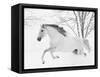 Grey Andalusian mare running in snow, Colorado, USA-Carol Walker-Framed Stretched Canvas