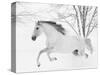 Grey Andalusian mare running in snow, Colorado, USA-Carol Walker-Stretched Canvas