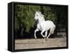 Grey Andalusian Stallion Cantering in Field, Ojai, California, USA-Carol Walker-Framed Stretched Canvas