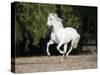 Grey Andalusian Stallion Cantering in Field, Ojai, California, USA-Carol Walker-Stretched Canvas