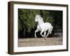 Grey Andalusian Stallion Cantering in Field, Ojai, California, USA-Carol Walker-Framed Photographic Print