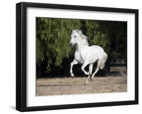 Grey Andalusian Stallion Cantering in Field, Ojai, California, USA-Carol Walker-Framed Photographic Print