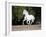 Grey Andalusian Stallion Cantering in Field, Ojai, California, USA-Carol Walker-Framed Photographic Print