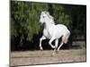 Grey Andalusian Stallion Cantering in Field, Ojai, California, USA-Carol Walker-Mounted Photographic Print