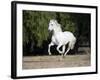 Grey Andalusian Stallion Cantering in Field, Ojai, California, USA-Carol Walker-Framed Photographic Print