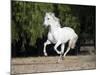 Grey Andalusian Stallion Cantering in Field, Ojai, California, USA-Carol Walker-Mounted Photographic Print