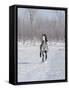 Grey Andalusian Stallion Cantering in Snow, Longmont, Colorado, USA-Carol Walker-Framed Stretched Canvas