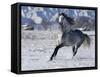 Grey Andalusian Stallion Cantering in Snow, Longmont, Colorado, USA-Carol Walker-Framed Stretched Canvas
