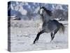 Grey Andalusian Stallion Cantering in Snow, Longmont, Colorado, USA-Carol Walker-Stretched Canvas