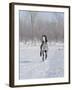 Grey Andalusian Stallion Cantering in Snow, Longmont, Colorado, USA-Carol Walker-Framed Photographic Print