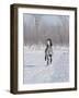 Grey Andalusian Stallion Cantering in Snow, Longmont, Colorado, USA-Carol Walker-Framed Photographic Print