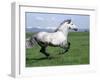 Grey Andalusian Stallion Cantering with Rocky Mtns Behind, Colorado, USA-Carol Walker-Framed Photographic Print