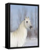 Grey Andalusian Stallion Head and Neck Portrait, Longmont, Colorado, USA-Carol Walker-Framed Stretched Canvas