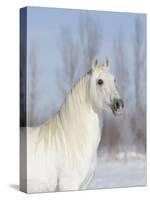 Grey Andalusian Stallion Head and Neck Portrait, Longmont, Colorado, USA-Carol Walker-Stretched Canvas