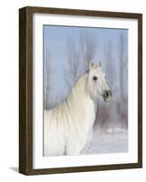 Grey Andalusian Stallion Head and Neck Portrait, Longmont, Colorado, USA-Carol Walker-Framed Photographic Print