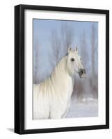 Grey Andalusian Stallion Head and Neck Portrait, Longmont, Colorado, USA-Carol Walker-Framed Photographic Print