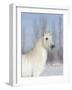 Grey Andalusian Stallion Head and Neck Portrait, Longmont, Colorado, USA-Carol Walker-Framed Photographic Print